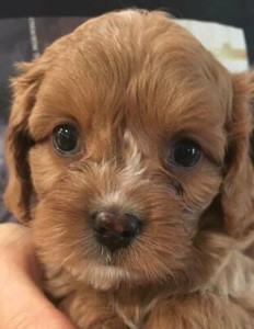 cavoodle plush toy